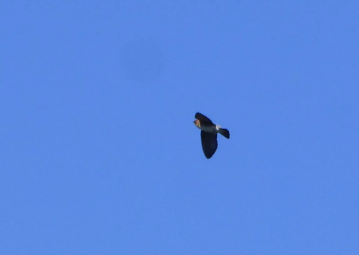 File:Alopochelidon fucata212301032.jpeg