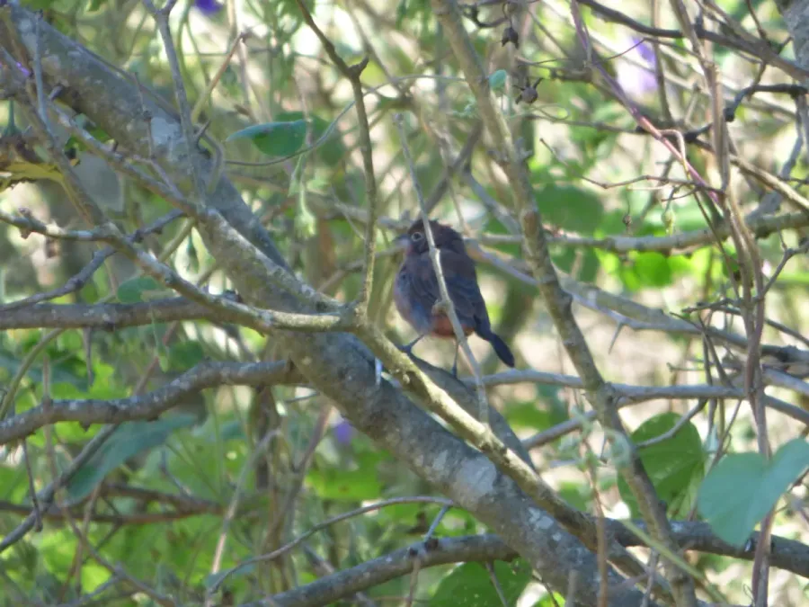 File:Coryphospingus cucullatus212301067.jpeg
