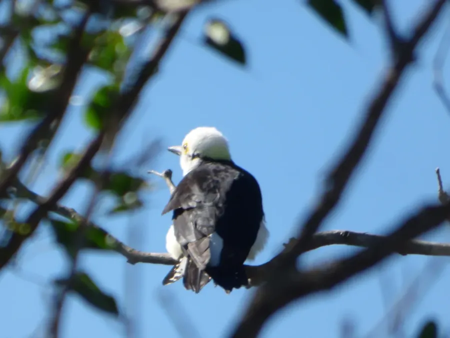 File:Melanerpes candidus212301088.jpeg