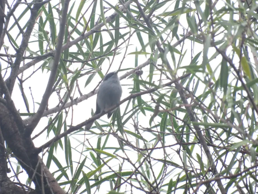 File:Polioptila dumicola209883723.jpeg