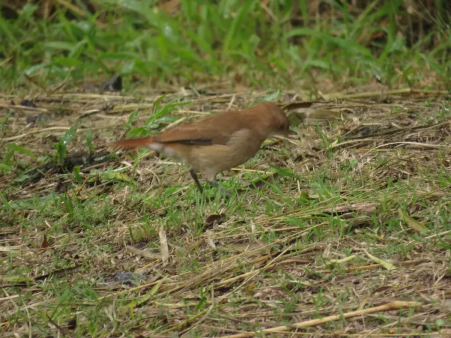 File:Furnarius rufus209883731.jpeg