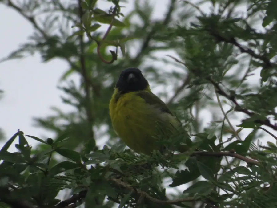 File:Spinus magellanicus209883746.jpeg