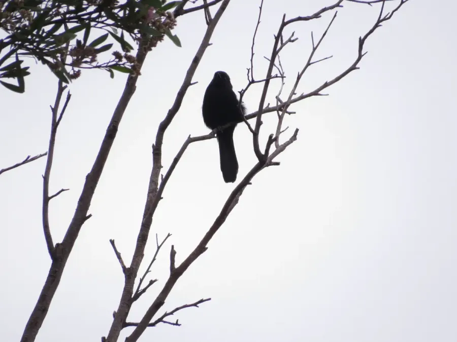 File:Icterus pyrrhopterus213415864.jpeg