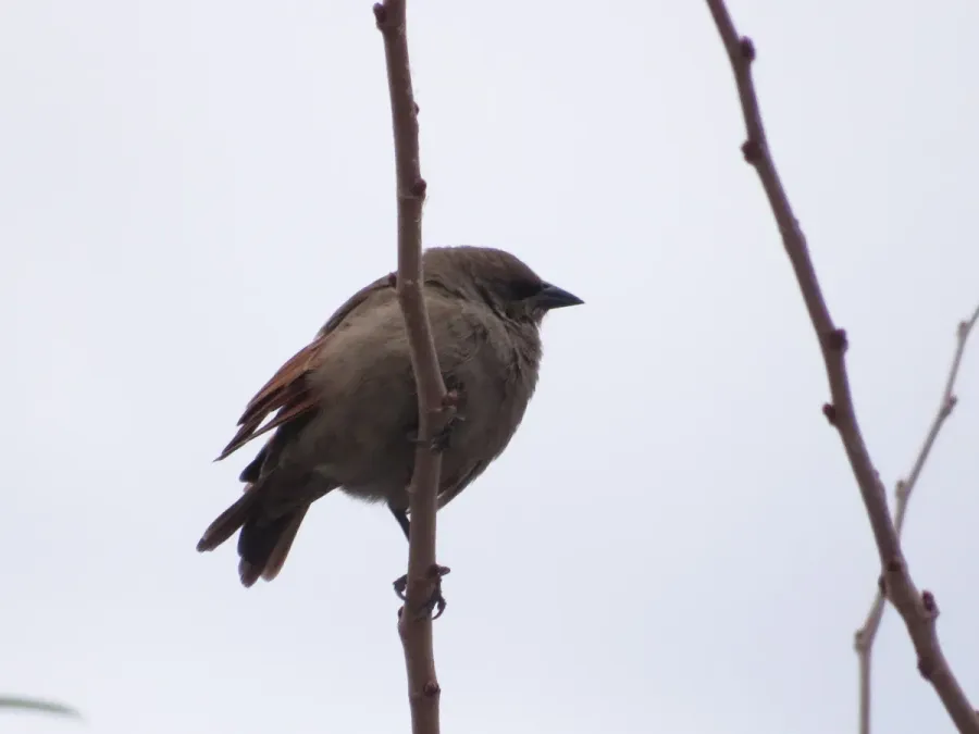 File:Agelaioides badius213415875.jpeg
