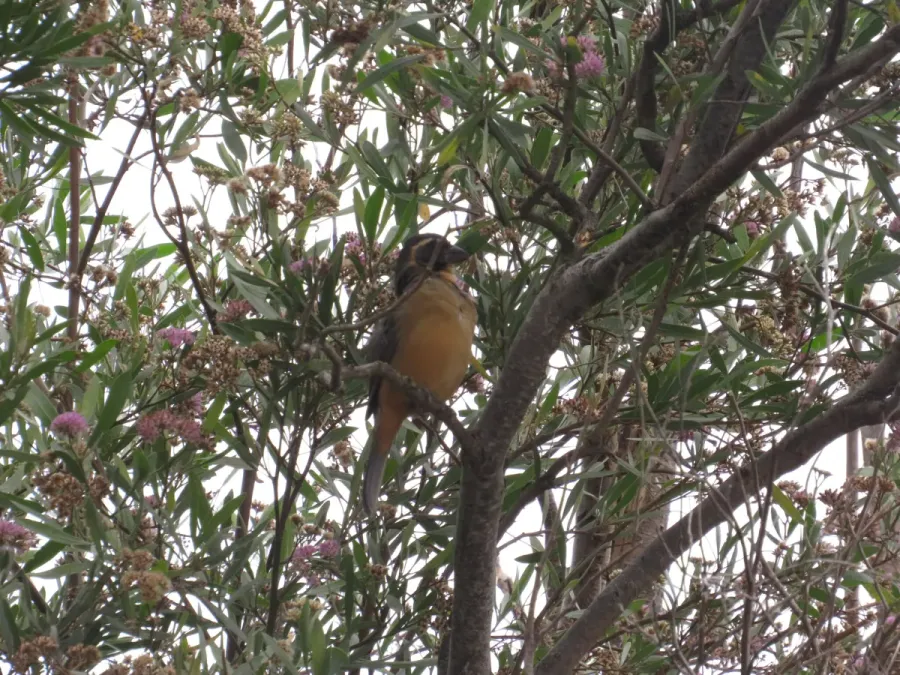 File:Saltator aurantiirostris213415883.jpeg