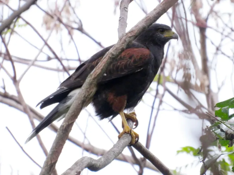 File:Parabuteo unicinctus, Buenos Aires, Argentina 213415907.jpg