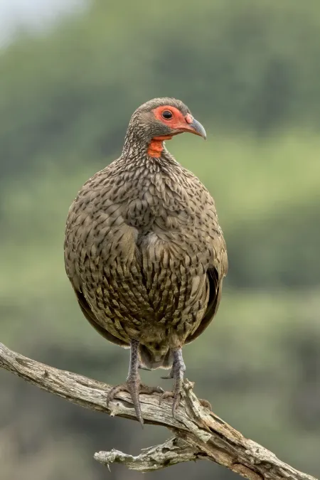 File:Swainson's spurfowl (Pternistis swainsonii) Kruger 2.jpg