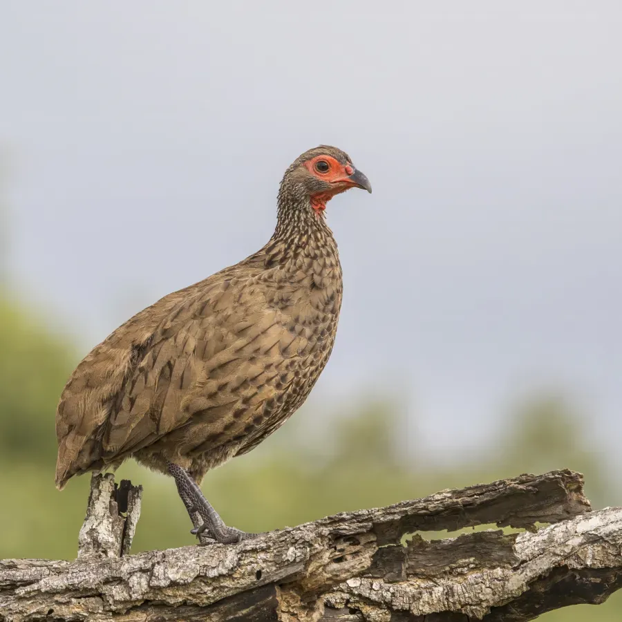 File:Swainson's spurfowl (Pternistis swainsonii) Kruger 3.jpg