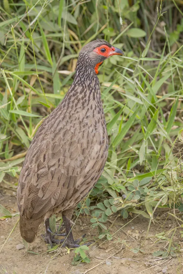 File:Swainson's spurfowl (Pternistis swainsonii) Kruger.jpg
