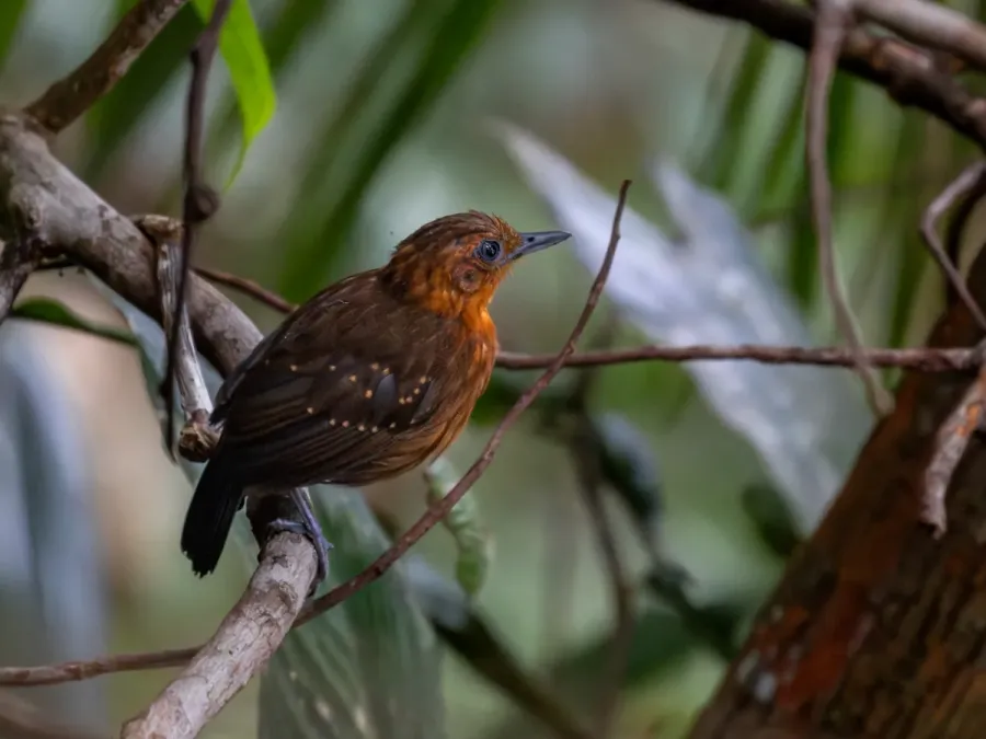 File:Myrmelastes schistaceus Slate-colored Antbird (female); Atalaia do Norte, Amazonas, Brazil.jpg