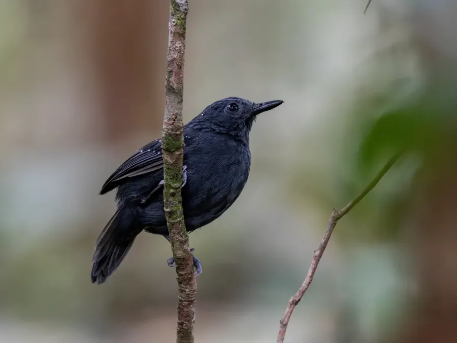 File:Myrmelastes schistaceus Slate-colored Antbird (male); Atalaia do Norte, Amazonas, Brazil.jpg