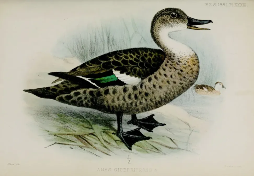 File:AnasGibberifronsSmit.jpg