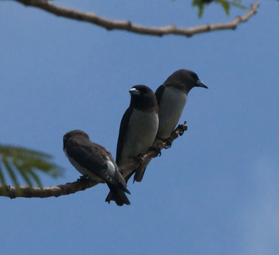 File:White-breasted Woodswallow (Artamus leucorynchus) 4.jpg