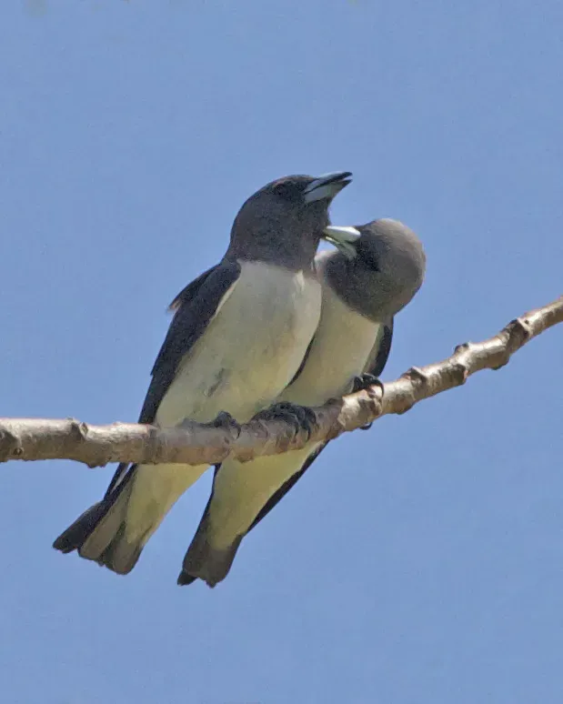 File:White-breasted Woodswallow (Artamus leucorynchus) 5.jpg