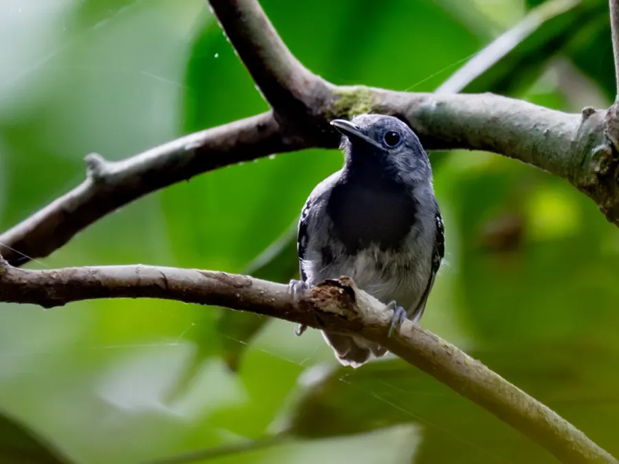 File:Myrmotherula iheringi heteroptera Purus Antwren (male); Atalaia do Norte, Amazonas, Brazil (cropped).jpg