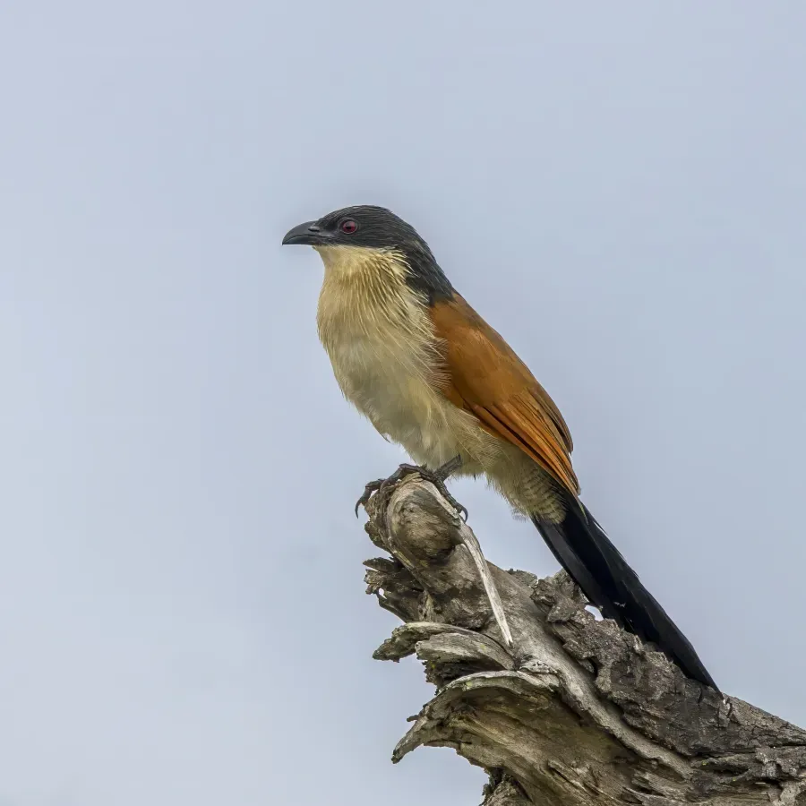 File:White-browed coucal (Centropus burchellii burchellii) Kruger 2.jpg