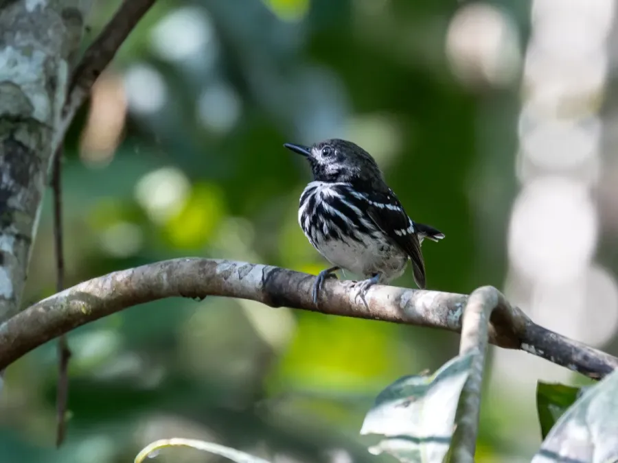 File:Hylophylax punctulatus - Dot-backed Antbird (male); Atalaia do Norte, Amazonas, Brazil.jpg