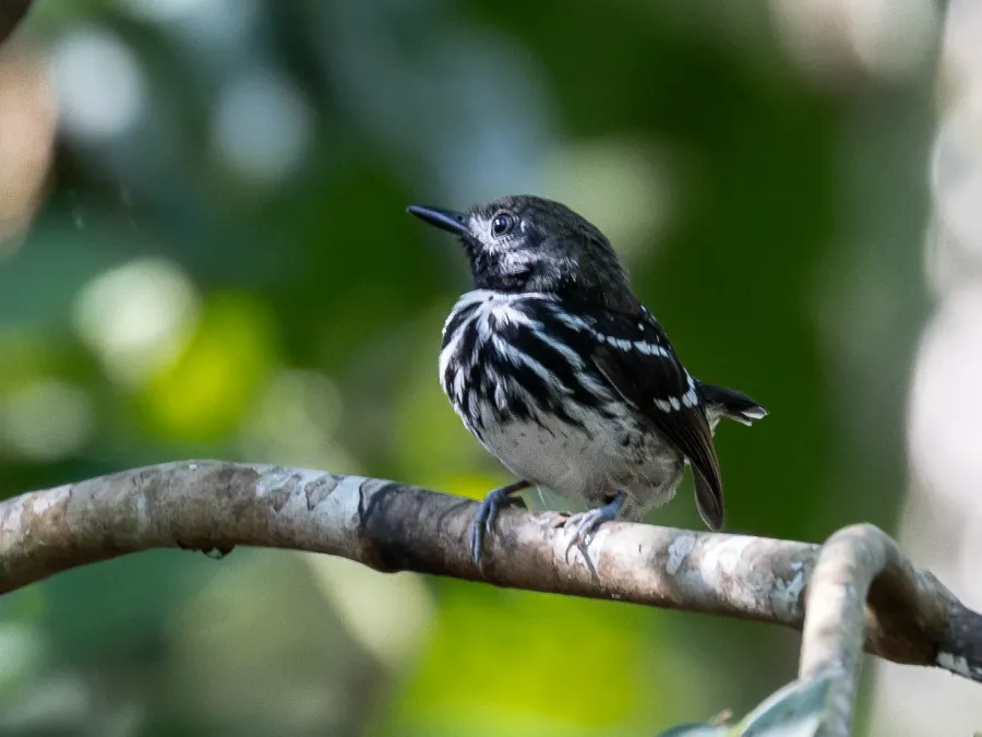 File:Hylophylax punctulatus - Dot-backed Antbird (male); Atalaia do Norte, Amazonas, Brazil (cropped).jpg