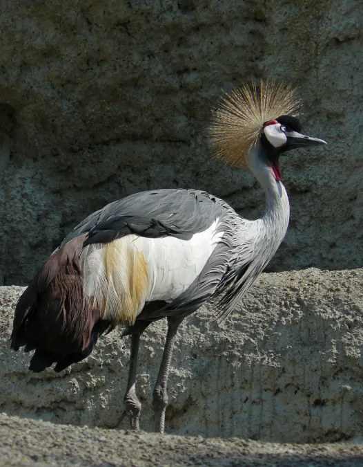 File:Grey crowned crane, Balearica regulorum.jpg
