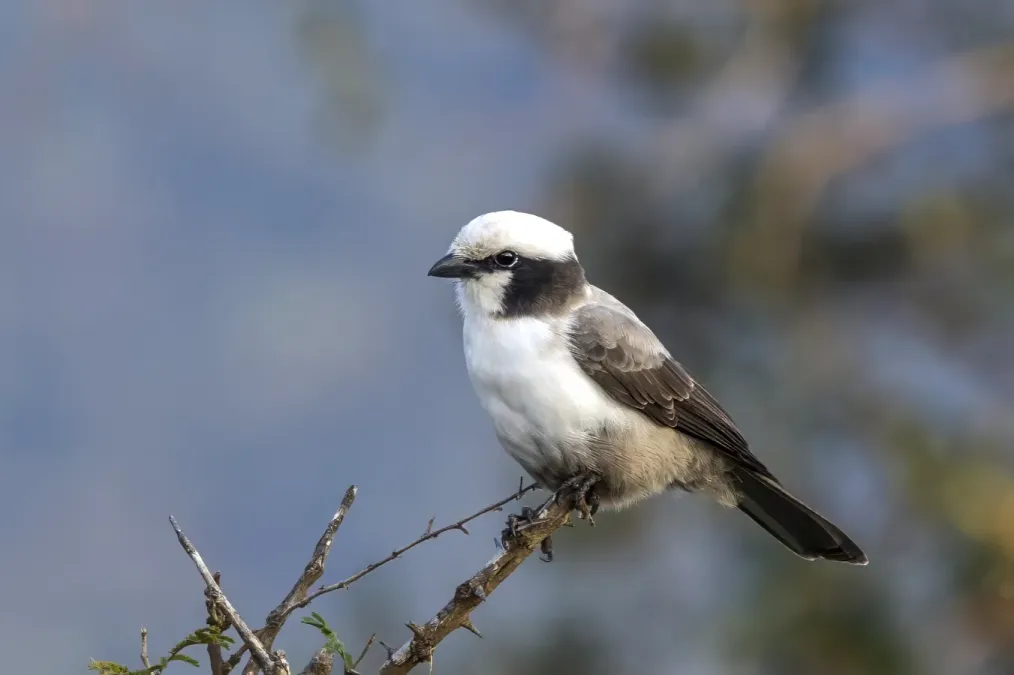 File:White-crowned shrike (Eurocephalus anguitimens niveus) Kruger.jpg