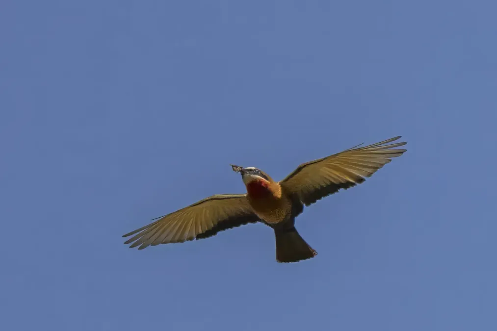 File:White-fronted bee-eater (Merops Bullockoides) in flight Mlilwane.jpg