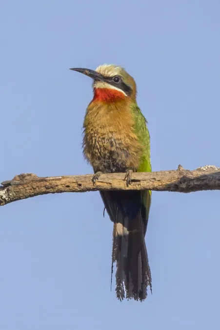 File:White-fronted bee-eater (Merops Bullockoides) Mlilwane.jpg