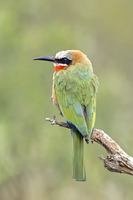 File:White-fronted bee-eater (Merops bullockoides) Kruger 2.jpg