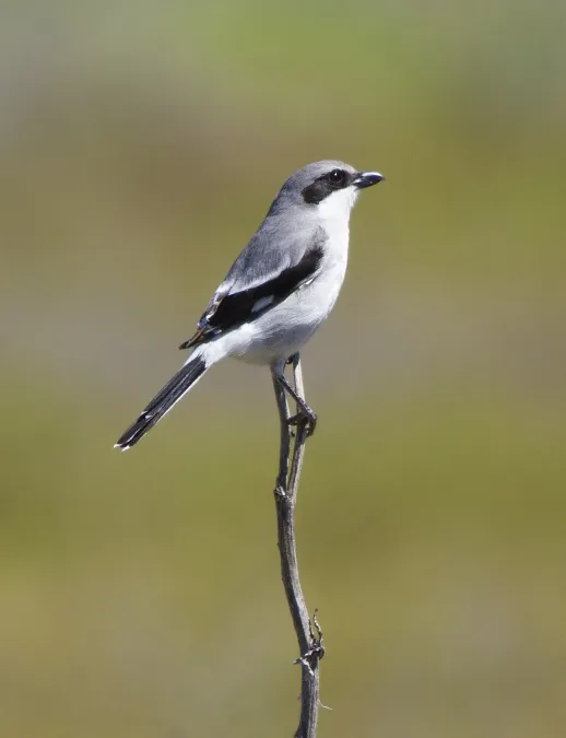 File:Loggerhead Shrike (Lanius ludovicianus).jpg