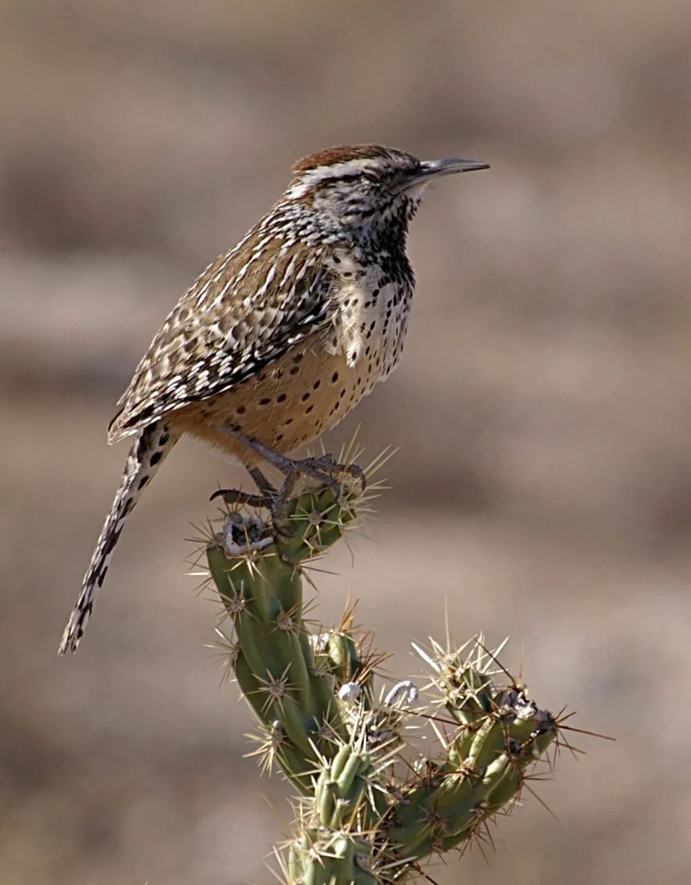 File:Campylorhynchus brunneicapillus 20061226.jpg