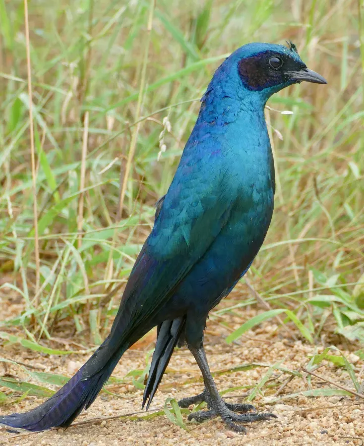 File:Burchell's Starling (Lamprotornis australis) (53642490601).jpg