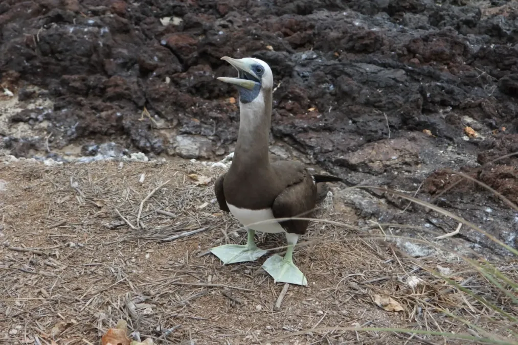 File:Sula leucogaster brewsteri 379916688.jpg