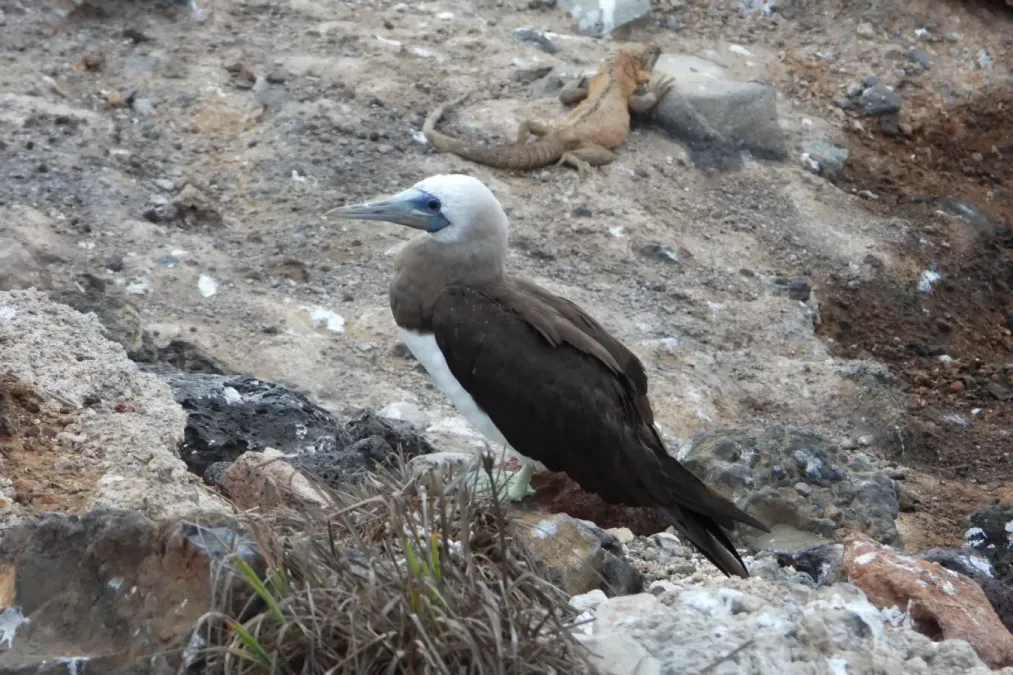 File:Sula leucogaster brewsteri 379677568.jpg