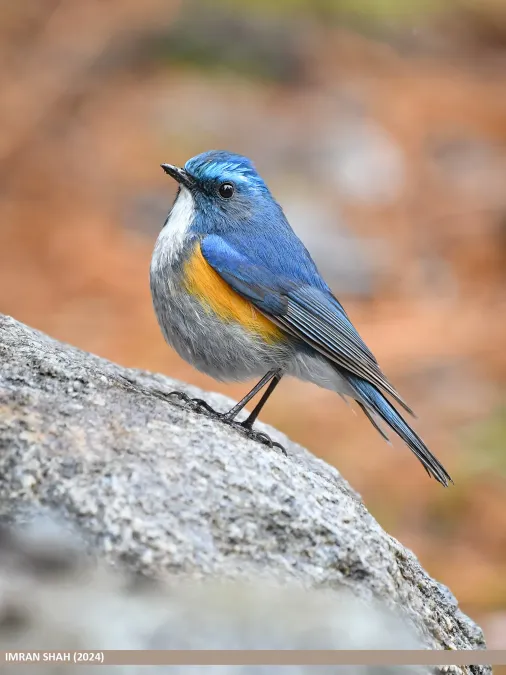 File:Himalayan Bluetail (Tarsiger rufilatus) - Flickr - gilgit2 (2).jpg