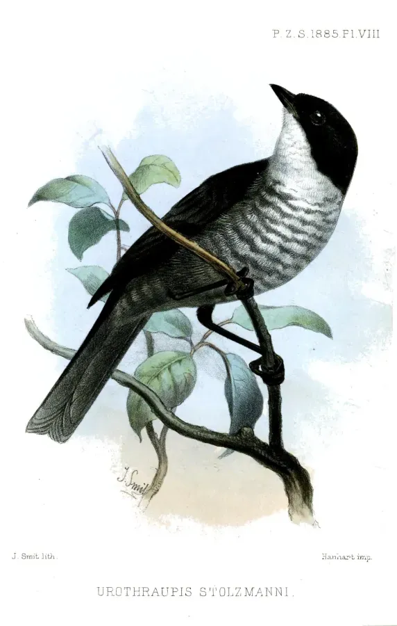 File:UrothraupisStolzmanniSmit.jpg