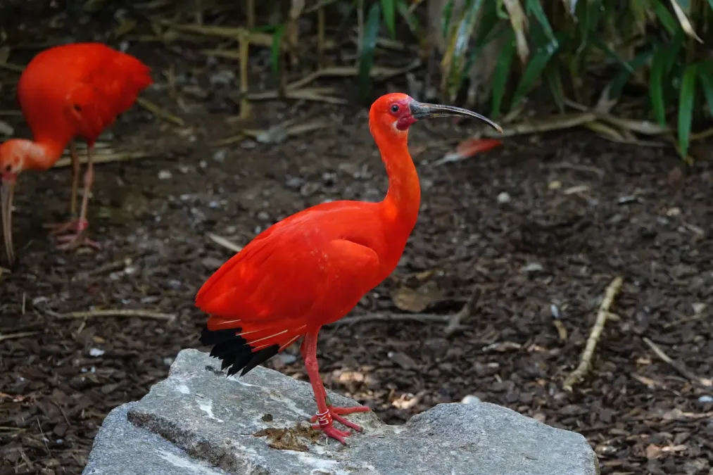 File:Ibis rouge (Eudocimus ruber) (1).jpg