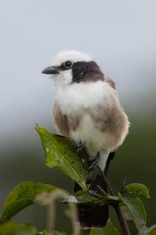 File:Alcaudón culiblanco (Eurocephalus ruppelli), parque nacional de Tarangire, Tanzania, 2024-05-24, DD 37.jpg