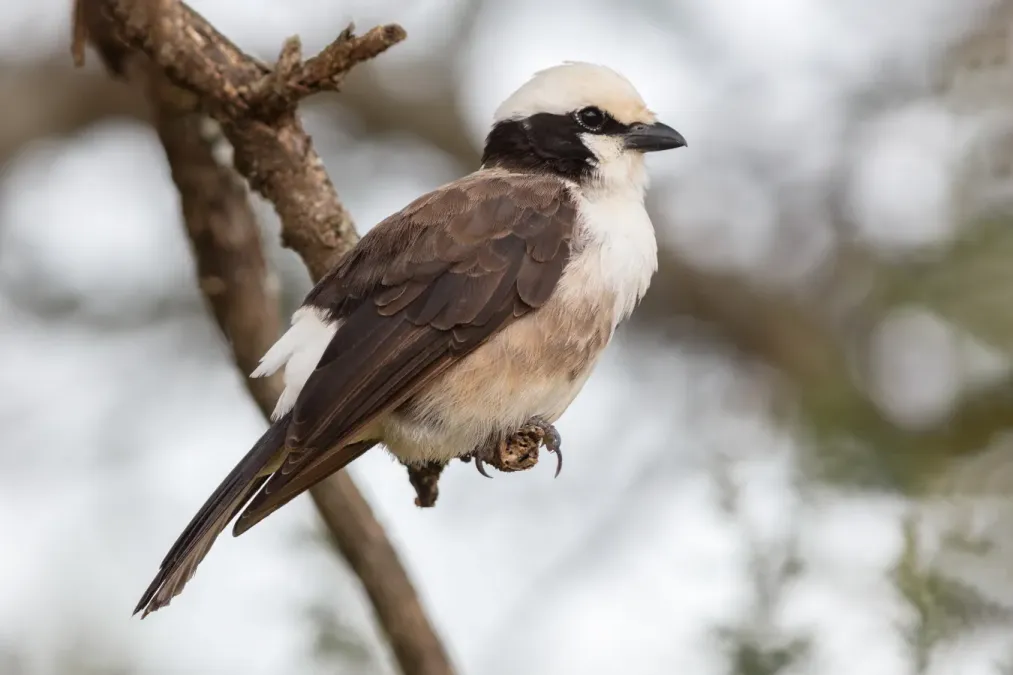 File:Alcaudón culiblanco (Eurocephalus ruppelli), parque nacional de Tarangire, Tanzania, 2024-05-25, DD 71.jpg