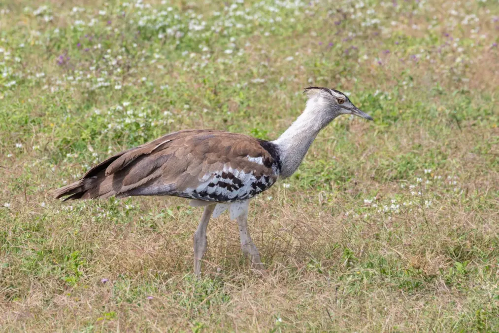 File:Avutarda kori (Ardeotis kori), zona de conservación de Ngorongoro, Tanzania, 2024-05-27, DD 38.jpg
