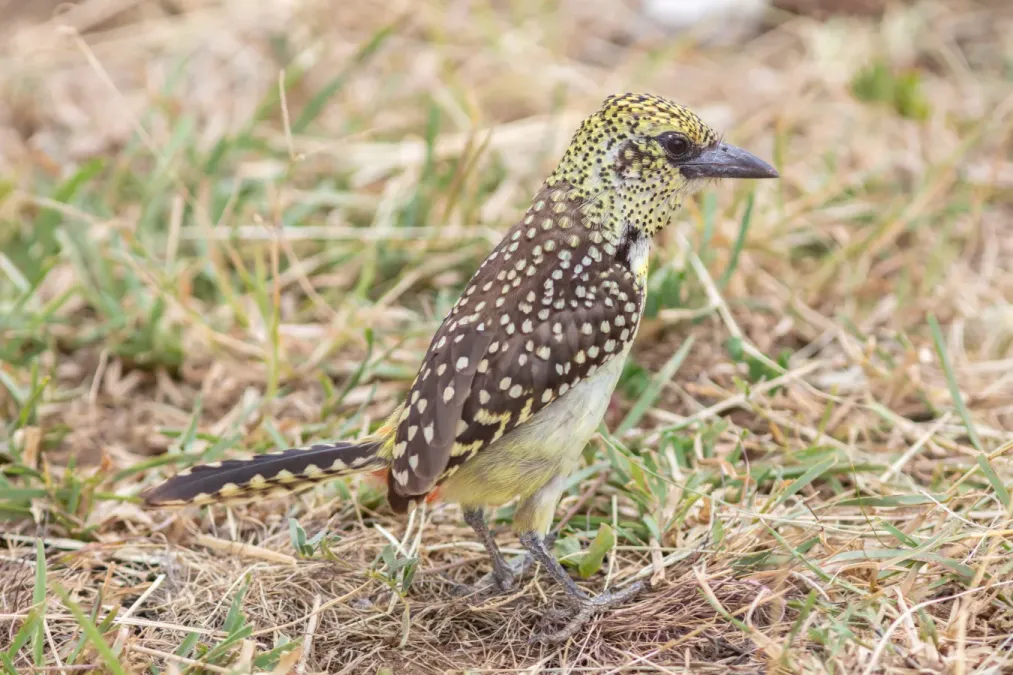 File:Barbudo cabecirrojo (Trachyphonus erythrocephalus), parque nacional de Tarangire, Tanzania, 2024-05-25, DD 84.jpg
