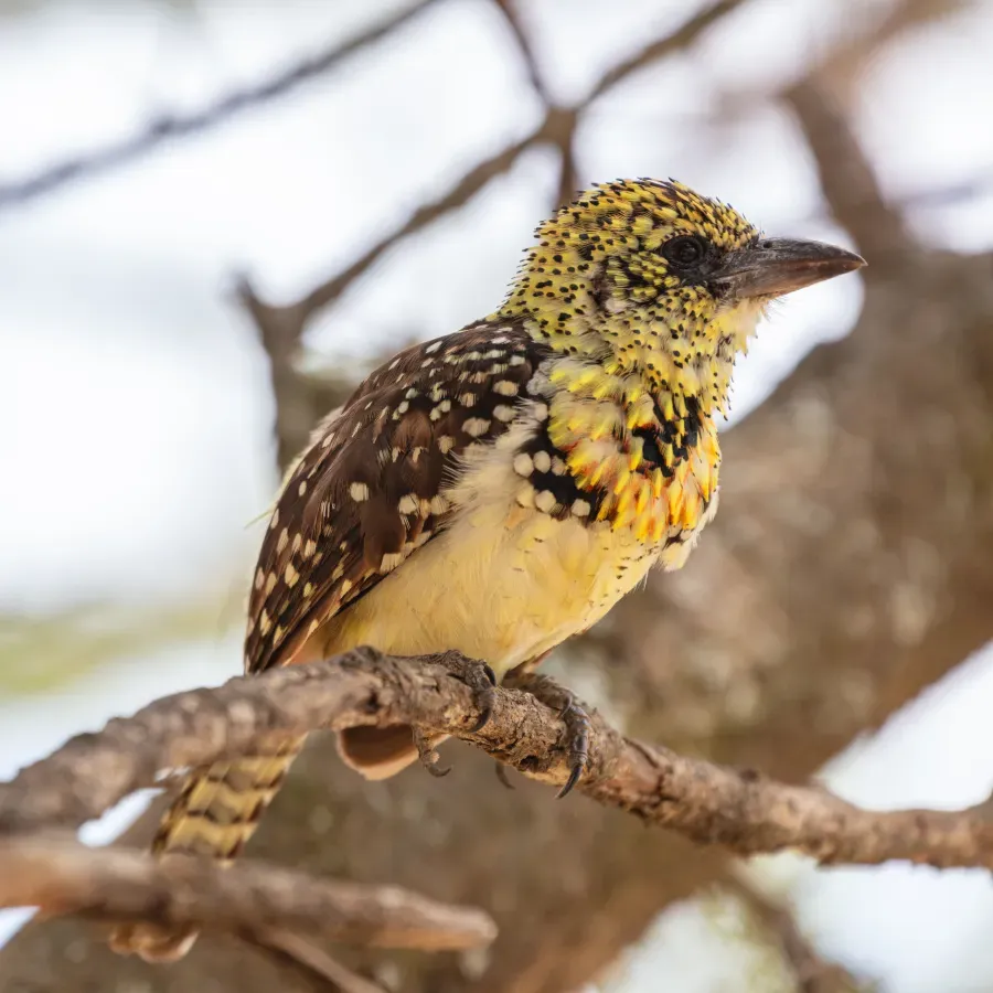 File:Barbudo cabecirrojo (Trachyphonus erythrocephalus), parque nacional Serengueti, Tanzania, 2024-05-26, DD 70.jpg