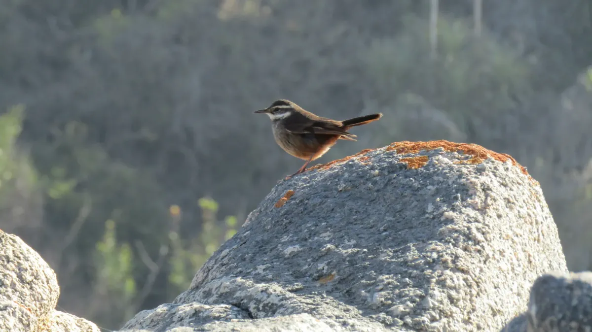 File:Churrete acanelado (Cinclodes fuscus).jpg
