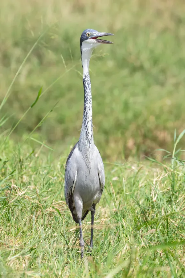 File:Garza de cabeza negra (Ardea melanocephala), parque nacional Serengueti, Tanzania, 2024-05-26, DD 81.jpg