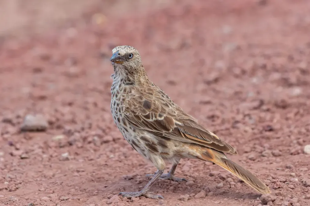 File:Tejedor colirrojo (Histurgops ruficauda), zona de conservación de Ngorongoro, Tanzania, 2024-05-27, DD 59.jpg