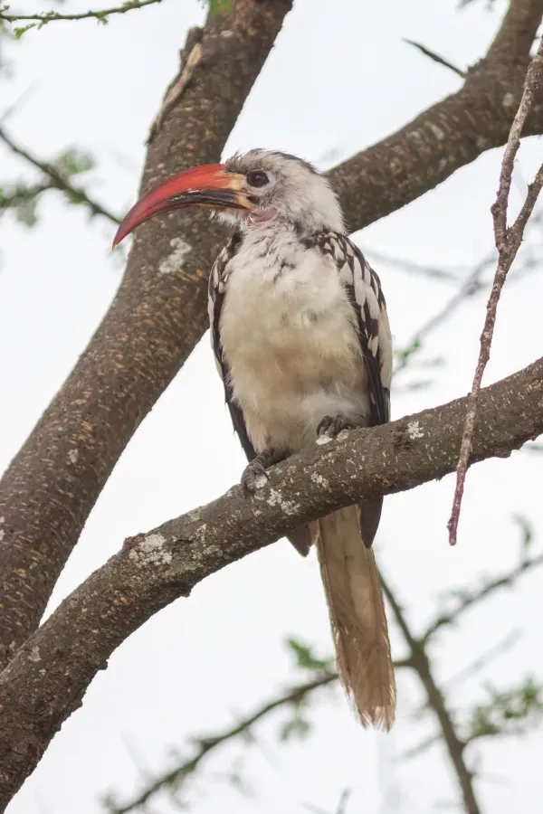 File:Toco piquirrojo (Tockus erythrorhynchus), parque nacional de Tarangire, Tanzania, 2024-05-24, DD 09.jpg