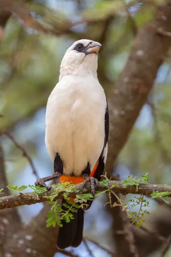File:Tejedor búfalo de cabeza blanca (Dinemellia dinemelli), parque nacional Serengueti, Tanzania, 2024-05-26, DD 71.jpg