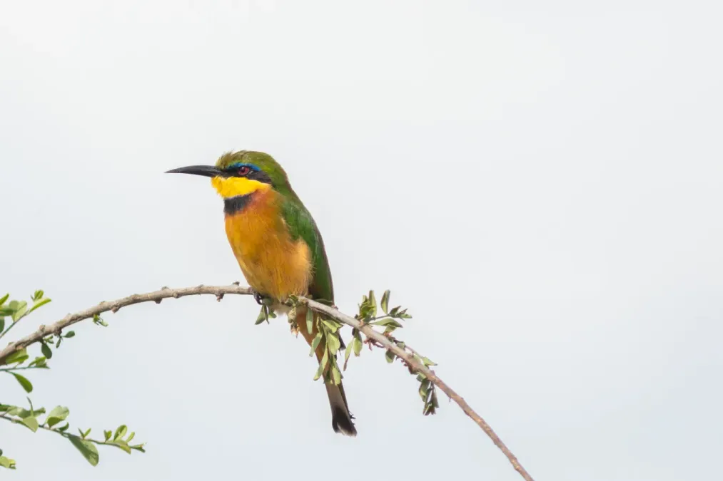 File:Abejaruco chico (Merops pusillus), parque nacional de Amboseli, Kenia, 2024-05-22, DD 11.jpg