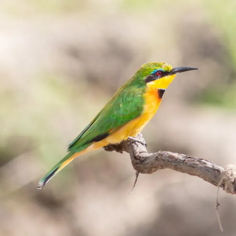 File:Abejaruco chico (Merops pusillus), reserva natural Masái Mara, Kenia, 2024-05-20, DD 107.jpg