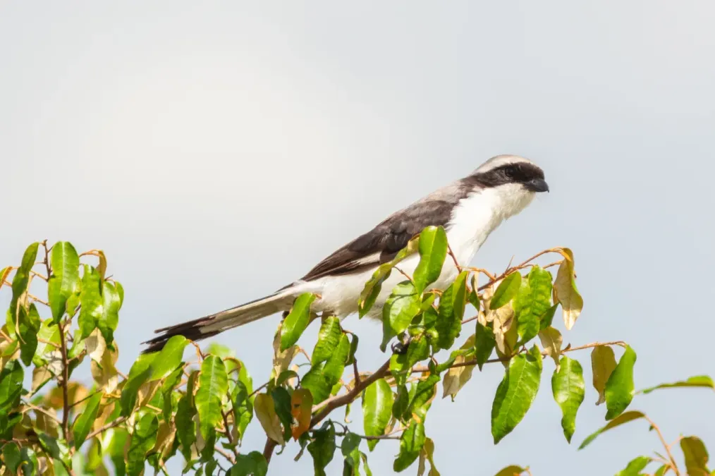 File:Alcaudón dorsigrís (Lanius excubitoroides), reserva natural Masái Mara, Kenia, 2024-05-20, DD 102.jpg