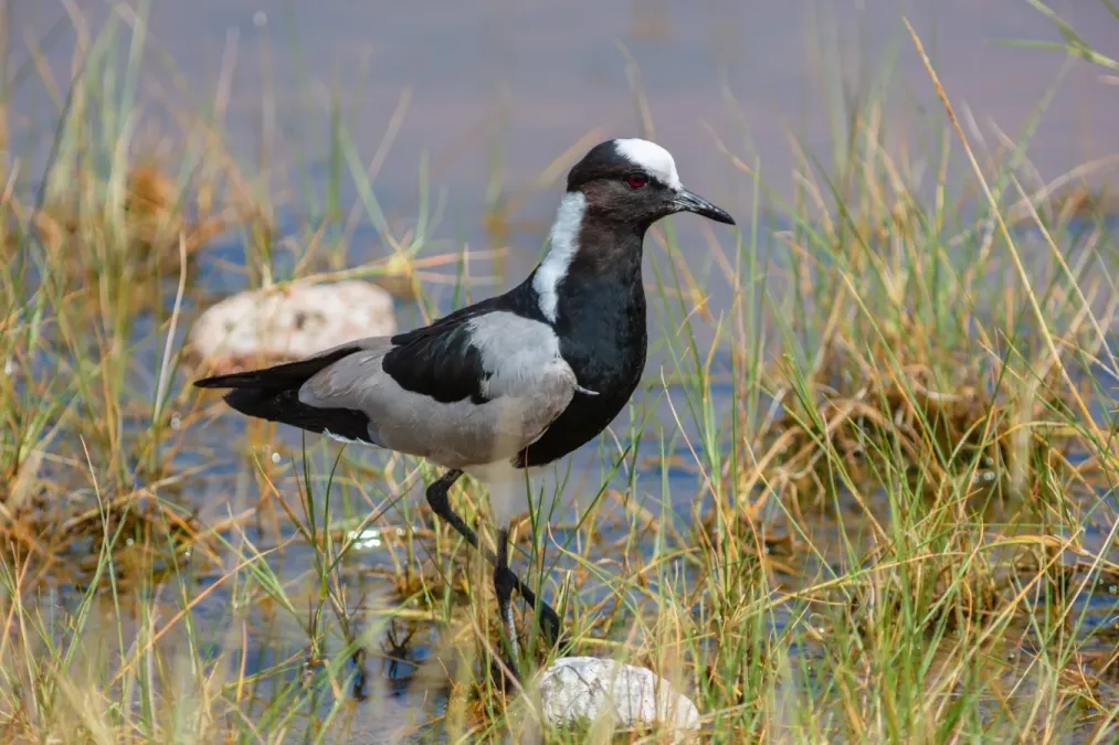 File:Avefría armada (Vanellus armatus), parque nacional de Amboseli, Kenia, 2024-05-22, DD 17.jpg