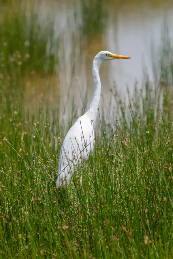 File:Garceta piquicorta (Ardea brachyrhyncha), parque nacional de Amboseli, Kenia, 2024-05-22, DD 23.jpg